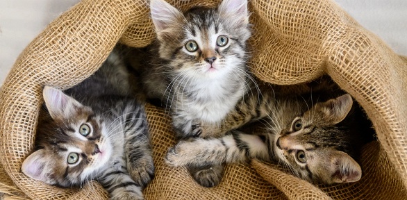 Размещение в котодомиках в котоотеле «Мурр-Лофт»