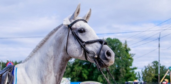 Прогулка на лошади от компании «Конные прогулки в Петрозаводске»