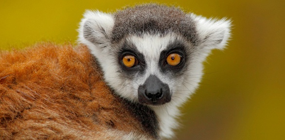 Билет на аудиоэкскурсию в Московский зоопарк от WeGoTrip