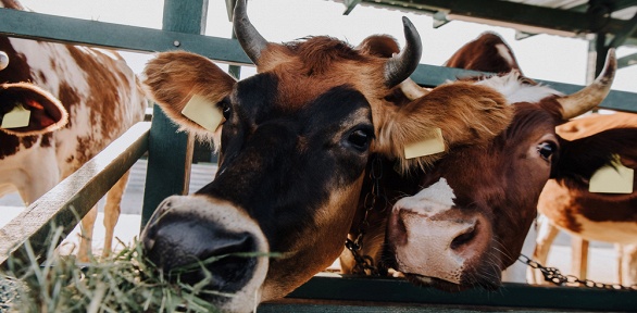 Экскурсия с обедом и мастер-классом или без по ферме «Веселая корова»