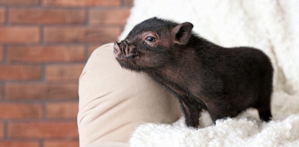 Посещение антикафе с экскурсией от сети Piggy Place