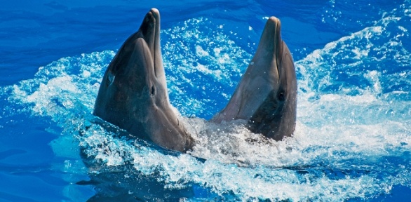 Билет на выставку в центре океанографии «Дельфиния» за полцены