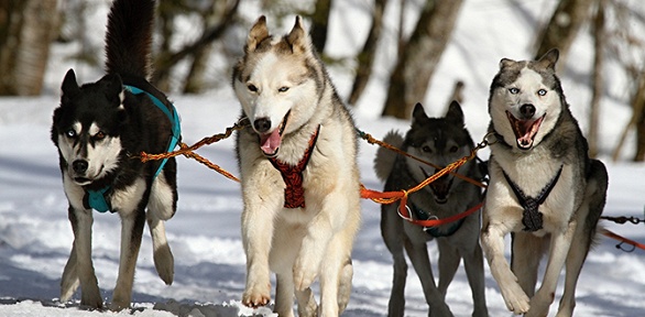 Путешествие «Дивный день в Карелии: водопады, хаски, водная прогулка на драккаре к форелевой ферме» от туроператора Charm Tour (990 руб. вместо 3960 руб.)