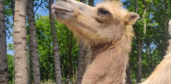 Экскурсия на верблюжью ферму «Парк Мечта»