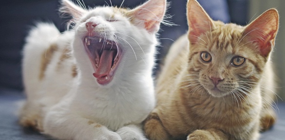 Стерилизация кошки, кастрация кота, стрижка в центре «Любимцы в доме»