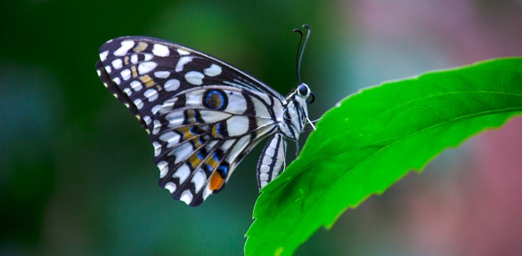 <b>Скидка до 20%.</b> Билет на посещение парка живых тропических бабочек «Моя бабочка»