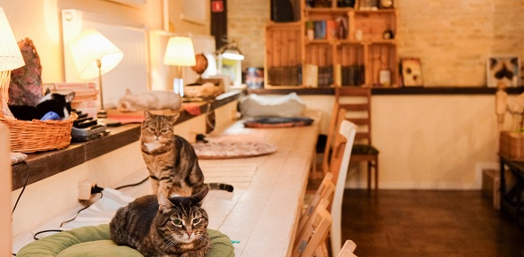 Экскурсия, настольные игры и детская зона в Zoki Cat Cafe