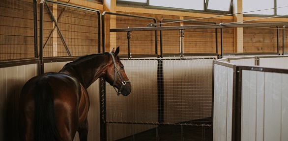 Экскурсия в конноспортивном клубе Emerald Stables
