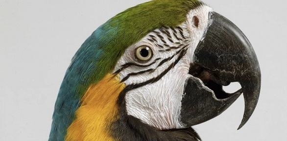 Билет на посещение выставки в ТРЦ LeoMall в зоопространстве «Зоо дзен»