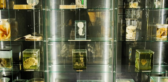 Билет на посещение «Музея аномалий тела»