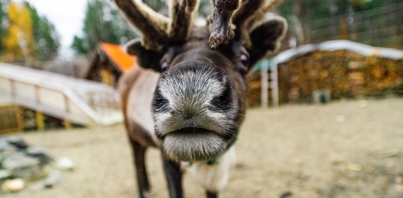 5-дневный тур от туроператора «Кутузов-на-Мурмане»