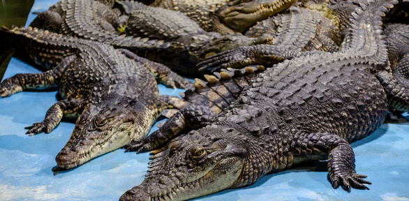 Тур «Масленица в крокодильем королевстве Коломны» от «Магазина путешествий»