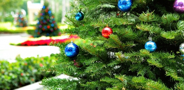 Доставка Новогодних Елок Доставка Новогодних Елок