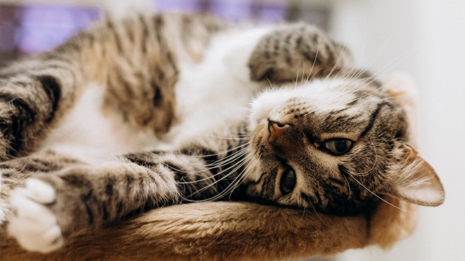 Котеешная1 новокузнецкая что это. Смотреть фото Котеешная1 новокузнецкая что это. Смотреть картинку Котеешная1 новокузнецкая что это. Картинка про Котеешная1 новокузнецкая что это. Фото Котеешная1 новокузнецкая что это